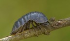 (isopoda) Armadillum vulgare...a dopo le ferie... (isopoda) Armadillum vulgare...a dopo le ferie...
