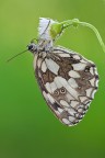 Melanargia Melanargia