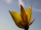 controluce