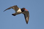 IN VOLO.........