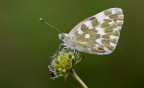 Pontia edusa Pontia edusa