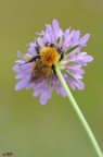 andrena fulva