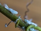 ..neonati....di Mectalfa Pruinosa ..neonati....di Mectalfa Pruinosa