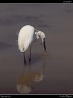 Camargue # 15 Camargue # 15