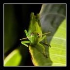 Cavalletta Cavalletta