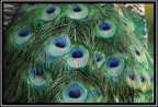 Particolare di pavone Particolare di pavone