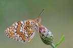 Melitaea anche per me... Melitaea anche per me...
