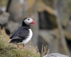 Puffin Puffin