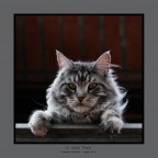 Io sono Puch Io sono Puch