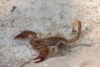 Euscorpius sp Euscorpius sp