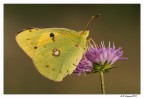 Colias Crocea