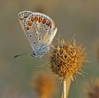 Polyommatus Icarus