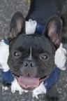 www.weddingdogsitter.com per Margot! www.weddingdogsitter.com per Margot!