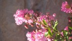 uno scorcio molto piccolo del mio giardino :) Ovvero il fiore piantato da me :)