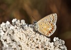 Questa foto risale alla mia unica mattinata fotografica con sveglia all'alba. Ne avevo pubblicata una simile con taglio pi stretto, poi, grazie ai consigli di Liliana, ne ho elaborata una seconda con taglio ampio, e utilizzando la maschera di contrasto con settaggi pi mirati.

Exif: f/10, 1/125s, ISO125, cavalletto, luce naturale, ore 7:20
HR: http://img828.imageshack.us/img828/7615/20110716ariciaagestis71.jpg