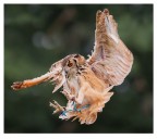 Falconeria Falconeria