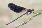 Calopteryx haemorrhoidalis Calopteryx haemorrhoidalis