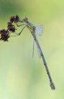 Lestes dryas Lestes dryas