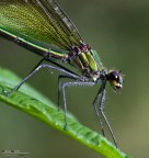 Visto che tra un moscerino e l'altro si prestava a fare la modella, ho voluto tentare uno scatto ravvicinato. Un'idea come un'altra per rompere la routine...

Exif: f/10, 1/60, ISO 400, Cavalletto, Luce naturale, Stivali
HR: http://img535.imageshack.us/img535/8820/20110807calopteryxsplen.jpg