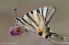 Podalirio (Iphiclides podalirius L.) Podalirio (Iphiclides podalirius L.)