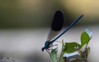 Uno dei pochi maschi che ho trovato sul fiume.
Ho provato, in altri scatti, a dare un colpo di flash ma non mi piaceva proprio il risultato, quindi ho optato per questa versione ombreggiata.

Exif:f/5, 1/200s, ISO 400, Esp -1EV (ricorretta a 0 in pp), treppiedi
HR: http://img143.imageshack.us/img143/7554/mg7546.jpg