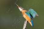 Torcicollo Torcicollo