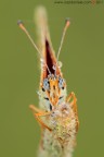 occhi di Melitaea... occhi di Melitaea...