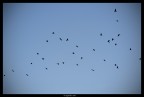 i corvi disegnano il cielo