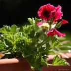 Come natura crea ... Come natura crea ...