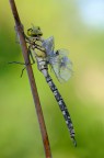 Aeshna cyanea - maschio Aeshna cyanea - maschio