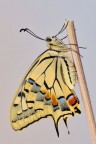 Papilio machaon Papilio machaon