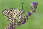 Macaone (Papilio machaon) Macaone (Papilio machaon)