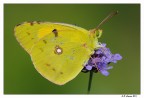 Colias crocea full frame Colias crocea full frame