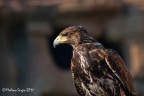 Sguardo da rapace Sguardo da rapace
