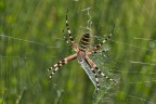 Argiope bruennichi controluce