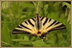 Papilio macaon Papilio macaon