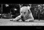 Daisy, l'osso e la stancheza Daisy, l'osso e la stancheza