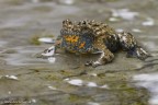 Bombina variegata Bombina variegata