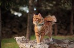 Il mio Gattone Il mio Gattone