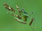 ...l'equilibrista.... ...l'equilibrista....