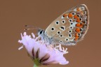 ...Sul Fiore...!!! ...Sul Fiore...!!!