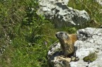 marmotta marmotta