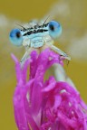 Platycnemis pennipes Platycnemis pennipes