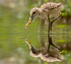 pullo di cavaliere pullo di cavaliere