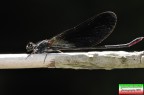 libellula libellula