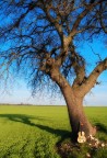 sound of wind