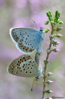 Plebejus idas Plebejus idas