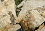 Marmotta Marmotta