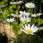 Margherita Margherita