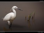 Camargue # 16 Camargue # 16
